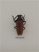 藏品(蓬萊巨顎天牛)的圖片